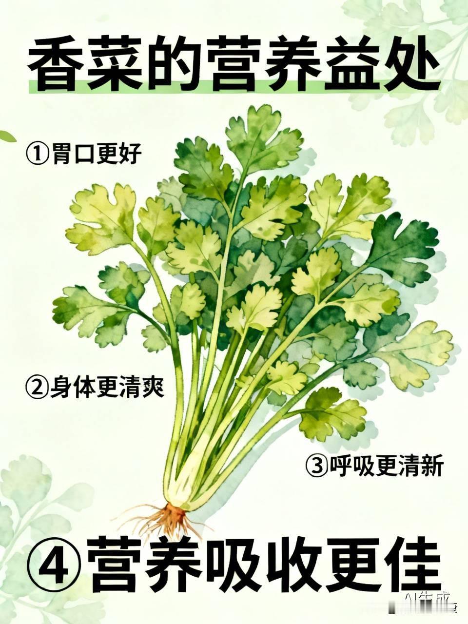 香菜爱恨分明，但它确实有些营养益处。经常吃的人，可能收获：①胃口更好：挥发油