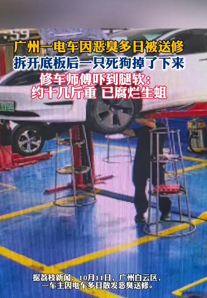 这事儿吧，真不是段子。10月11日，广州白云区。一个电车车主，开着车总觉得有股