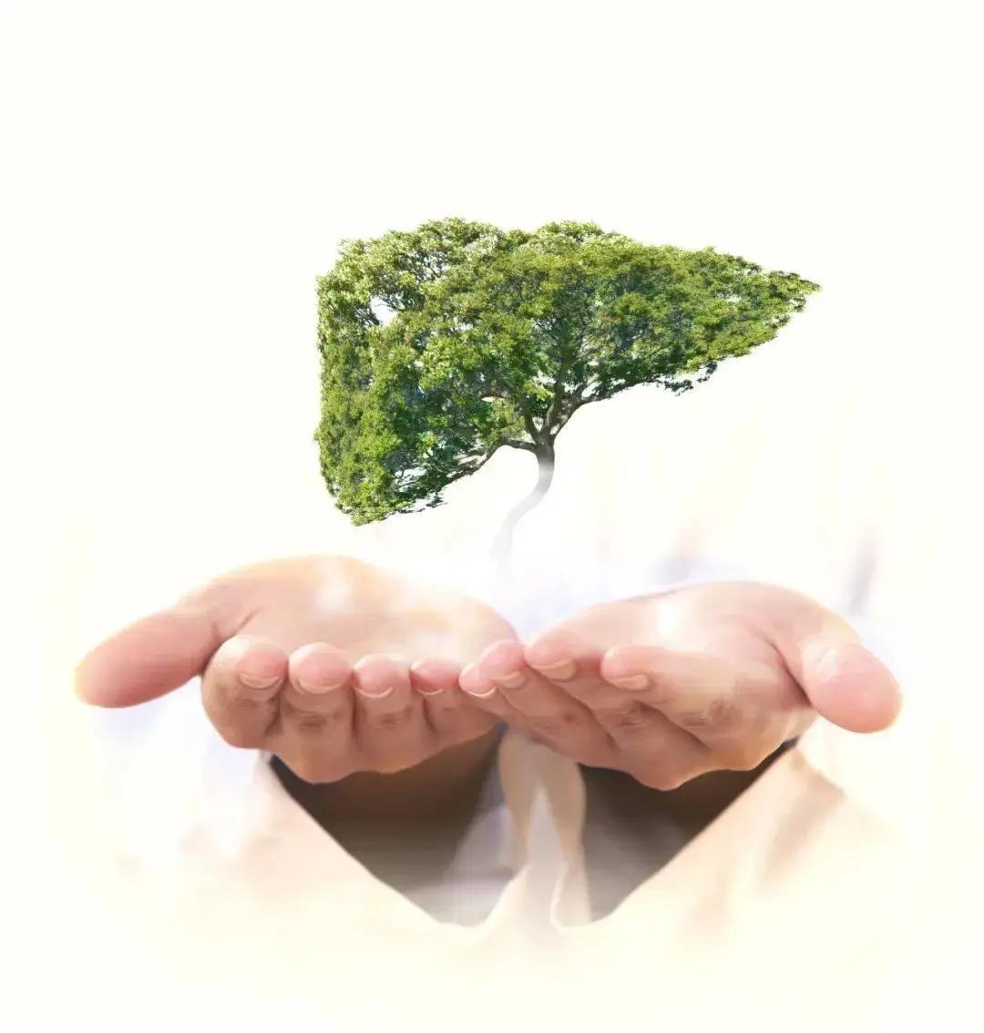 伤肝大户揪出来了！堪比烟酒，再不忌口肝硬如石！肝脏是人体的“解毒工厂”，却