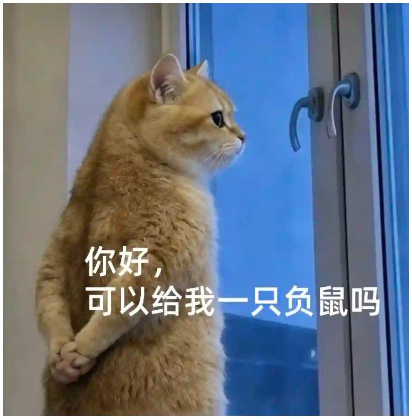 你说的那只负鼠已经被咪干掉了