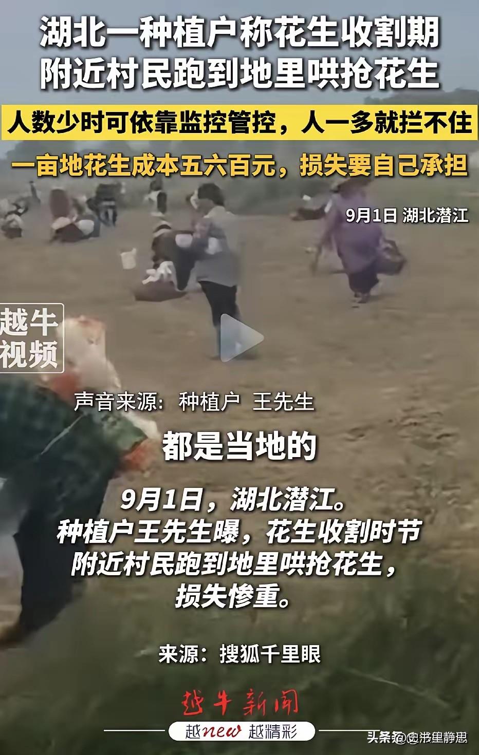 一年辛劳，半天抢光！湖北潜江，一千多亩花生地正值收获季节，成熟的花生还没来得及