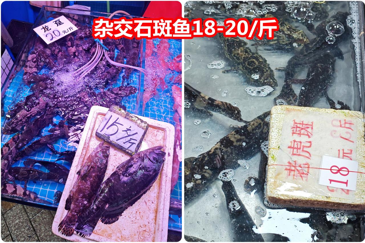 消费大降级：石斑18，东星68，鳗鱼28，多宝201、杂交石斑鱼，18-20