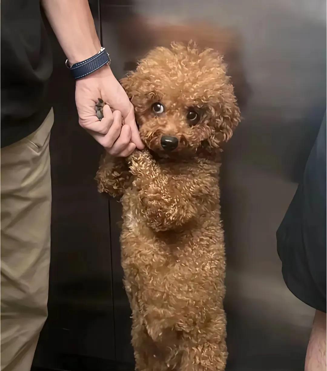 网友这个小泰迪因为在电梯里蹦跳，小孩害怕坐电梯被主人教训了一顿，小家伙真懂事，从