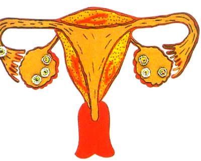 卵巢对于女人来说很重要, 每天吃一几口这些, “拯救”你的卵巢!