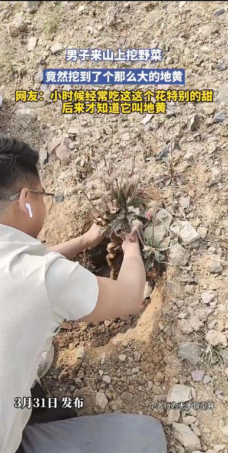 你刷到这则新闻，手指未划走——并非因“超大地黄”，而是：忆起上月母亲在菜市场
