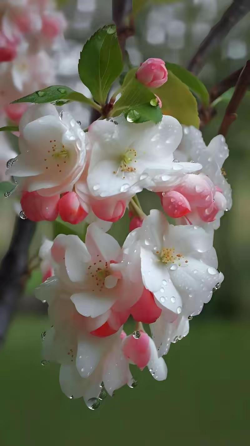 春为心药，自愈万物春天，本就是一剂天然的开心剂，不苦口，不张扬，却能治愈人