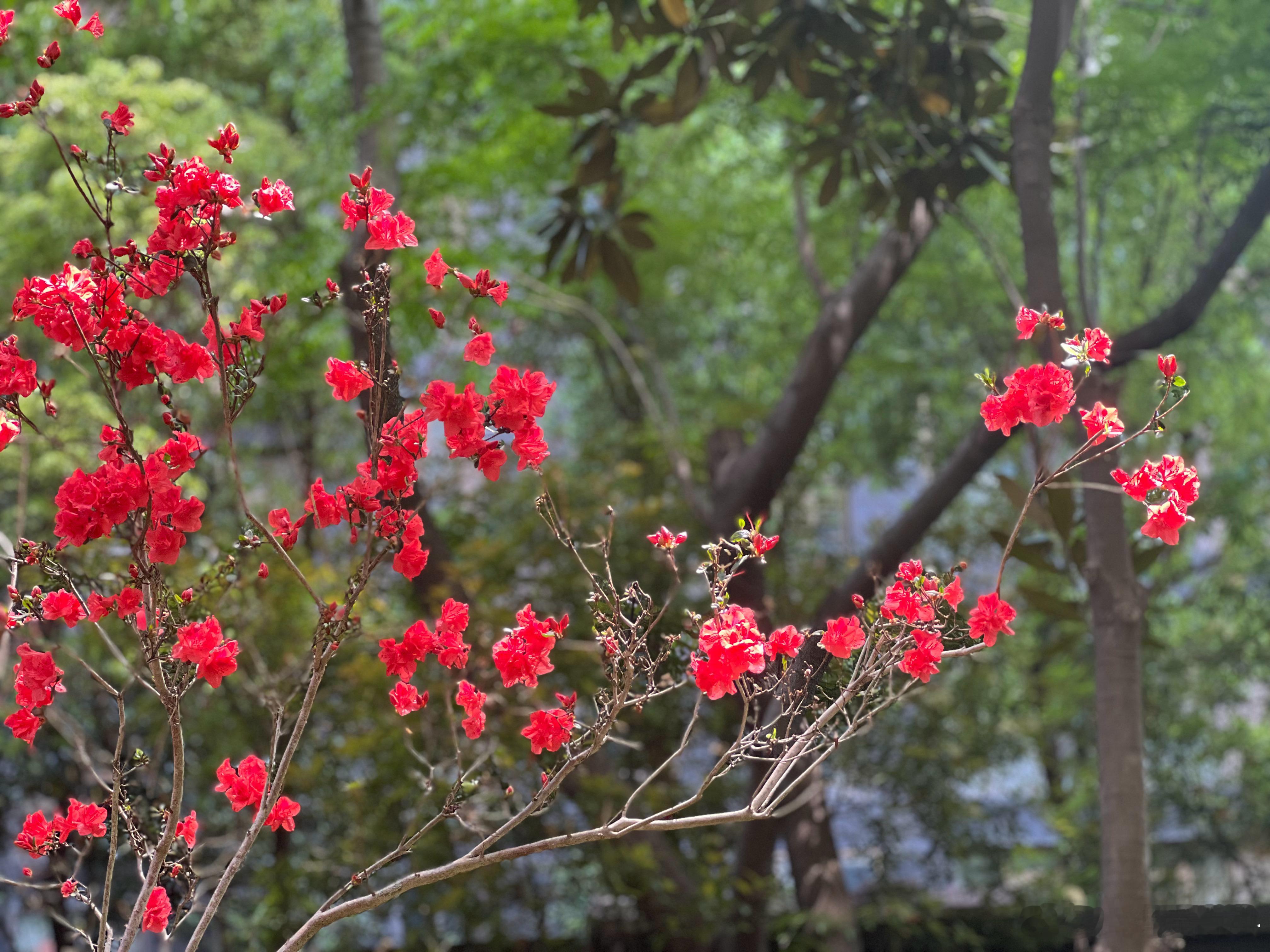养花映山红，花如其名。