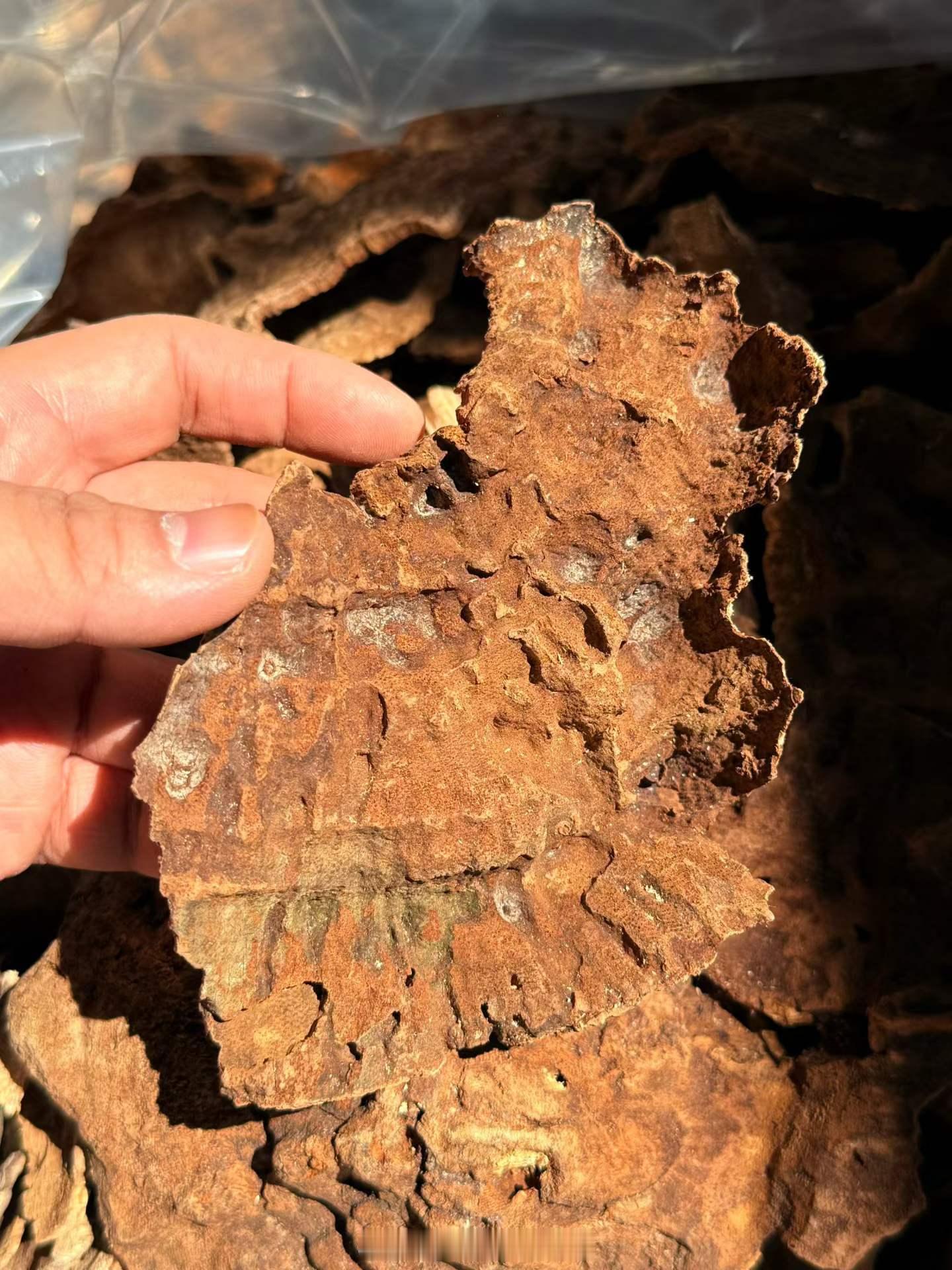 越南宁和铁头沉香（小芽庄）树种：蜜香树（Aquilariacrassna）。宁