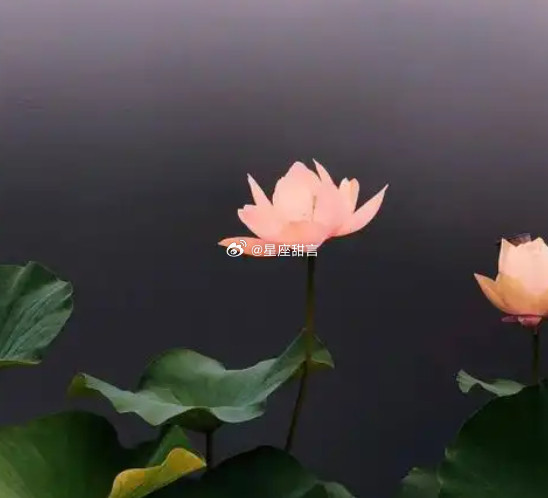这三个星座，孤独是刻在骨子里的底色：TOP3双鱼座：常年活在温柔幻想里，对感情和生活抱有滤镜。一旦回