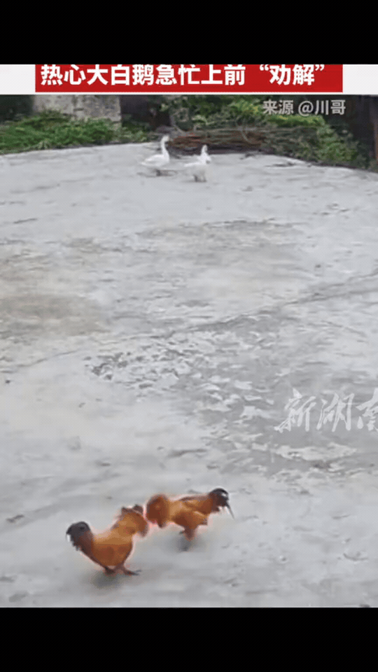 笑不活了！两只公鸡掐架，半路杀出两只大鹅劝架😂原本打得热火朝天，遇上“鹅界调