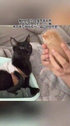 真的别再说动物不懂悲伤了！那只刚失去幼崽的猫妈妈，把主人捡来的小猫