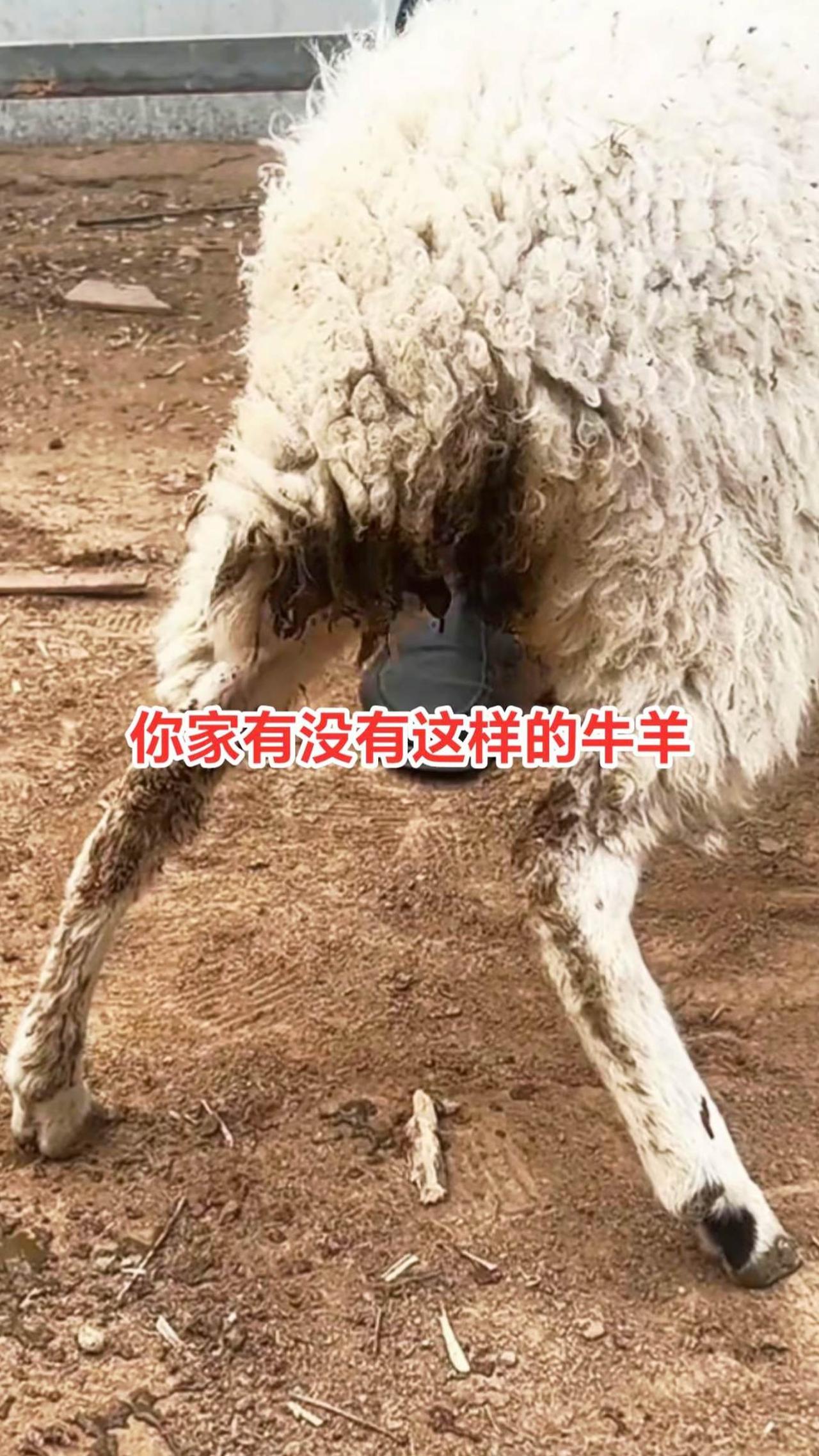 养牛人农村养羊牛羊养殖