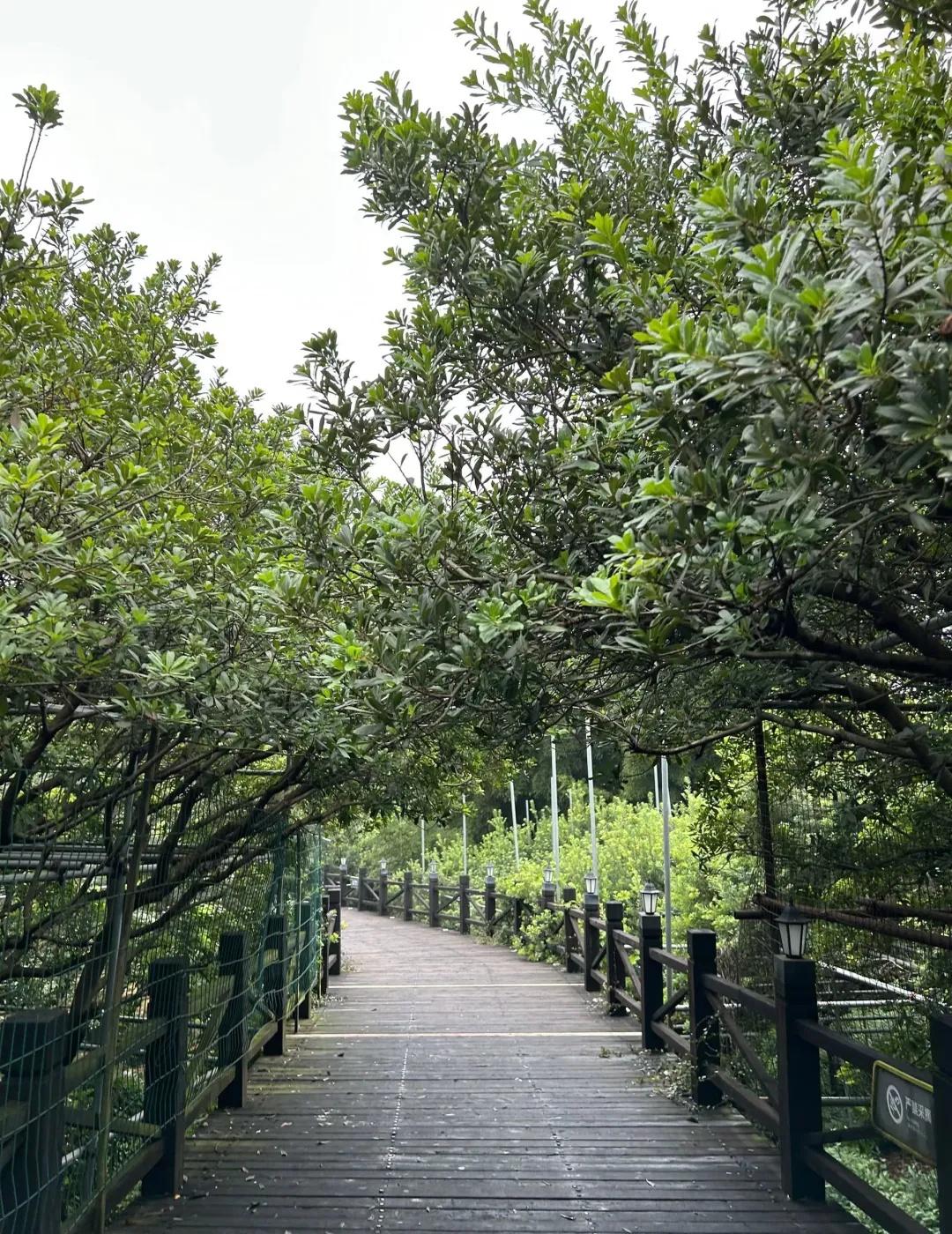 苏州树山徒步｜0难度森系路线！谁懂啊！树山生态村的徒步路线简直是懒人福音——全