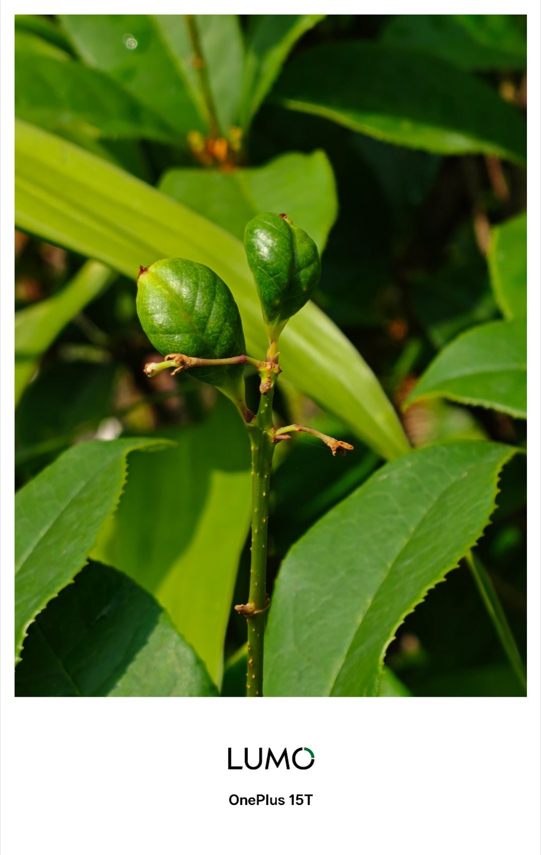 满园春色关不住，关不住那就拍下来。早～