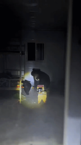 一头母黑熊带着一头小黑熊半夜闯进工人的活动板房找东西吃？被工人发现后，母黑熊马