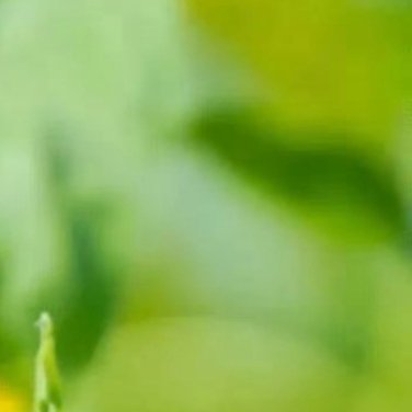 ‎种植文案🔥种植向日葵完整种植教程0000一、种植时间春播4–6月最