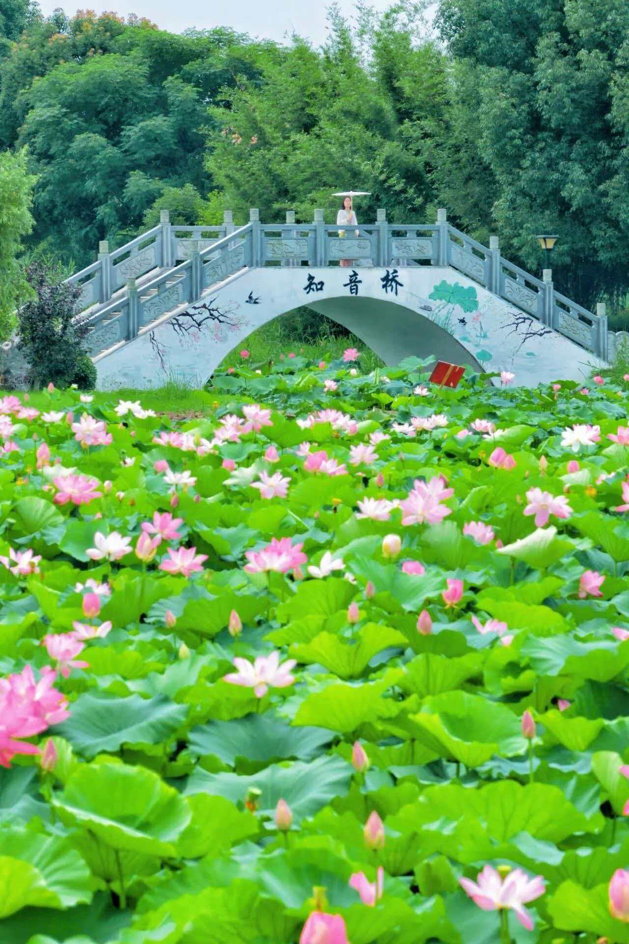 来武汉过周末【武汉夏日去哪玩？蔡甸赏荷！】蔡甸莲花之乡荷花全面盛放！两处免费宝