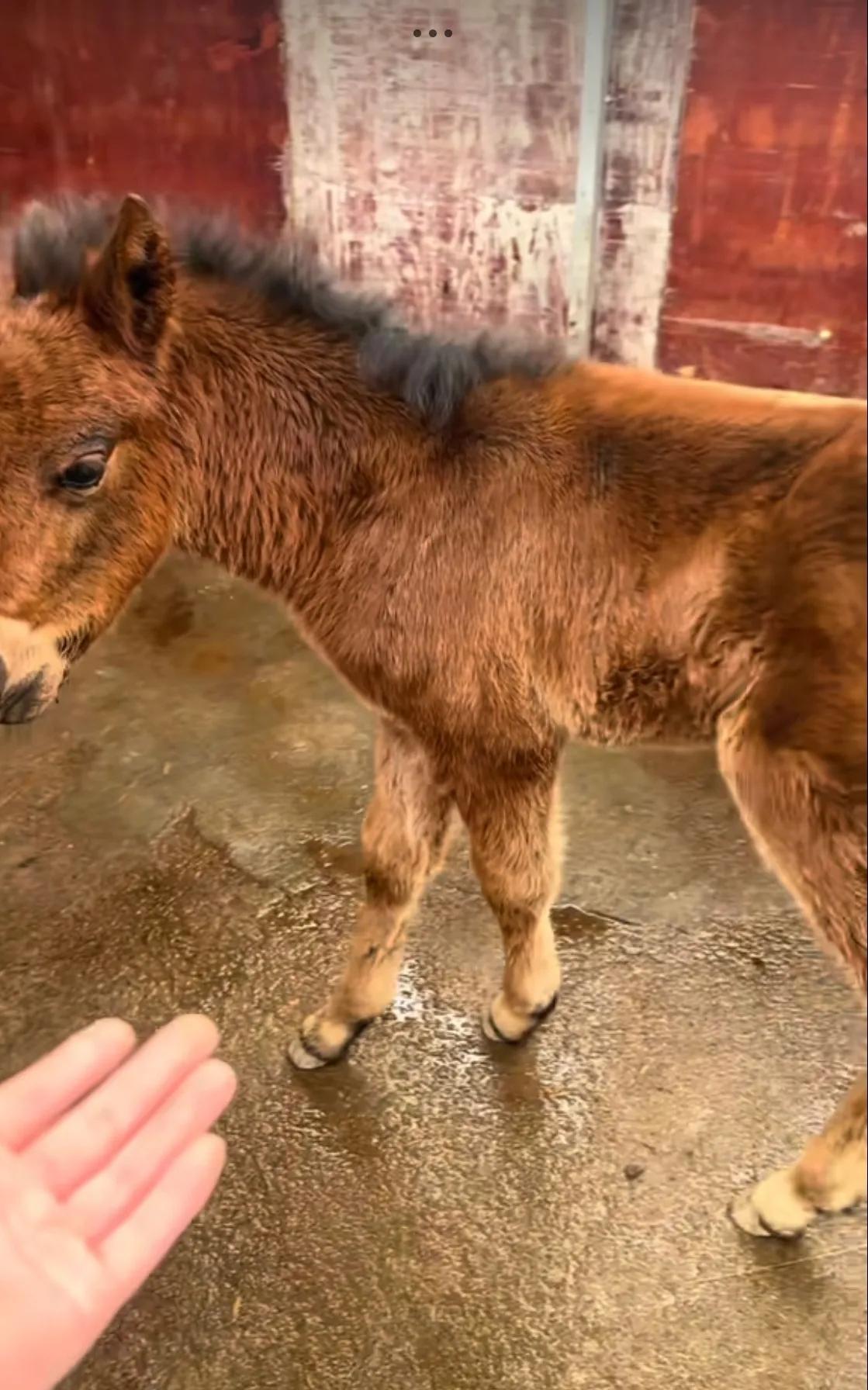 “看哭了！”四川，一男子家母马产后14天因病离世，男子原以为幼驹懵懂，过段时间就