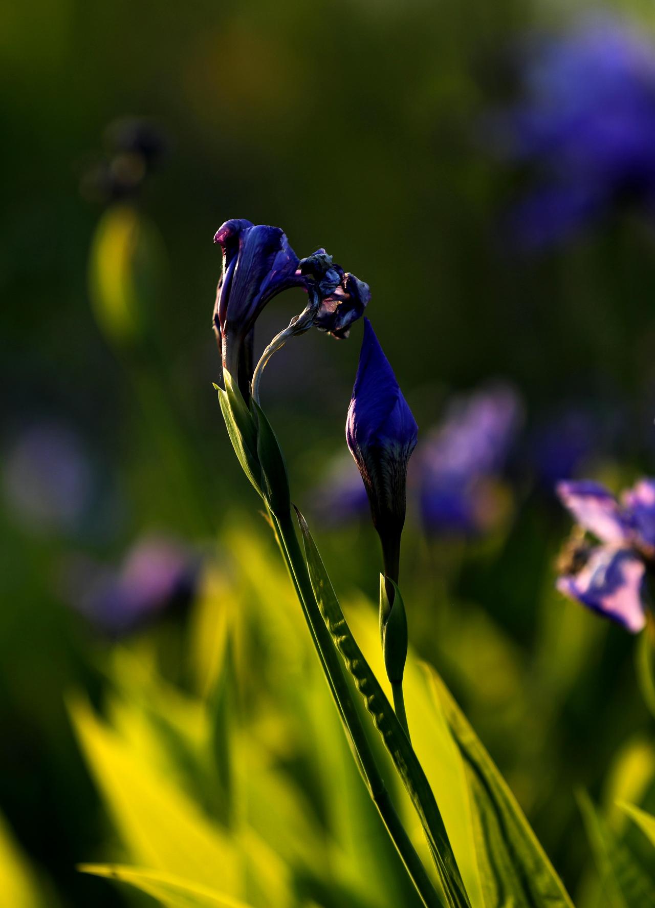 早晨早起，背上相机，附近公园里一边散步，一边用相机顺手捕捉点美好，本计划去公园内