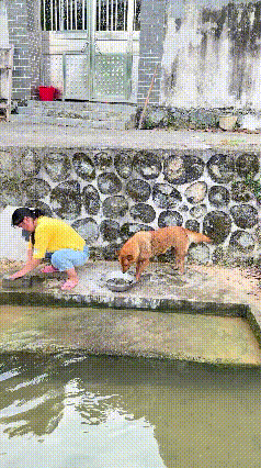 真的被这只田园犬的善意狠狠打动了！主人在河边磨刀，准备处理盆里的鱼。谁也没
