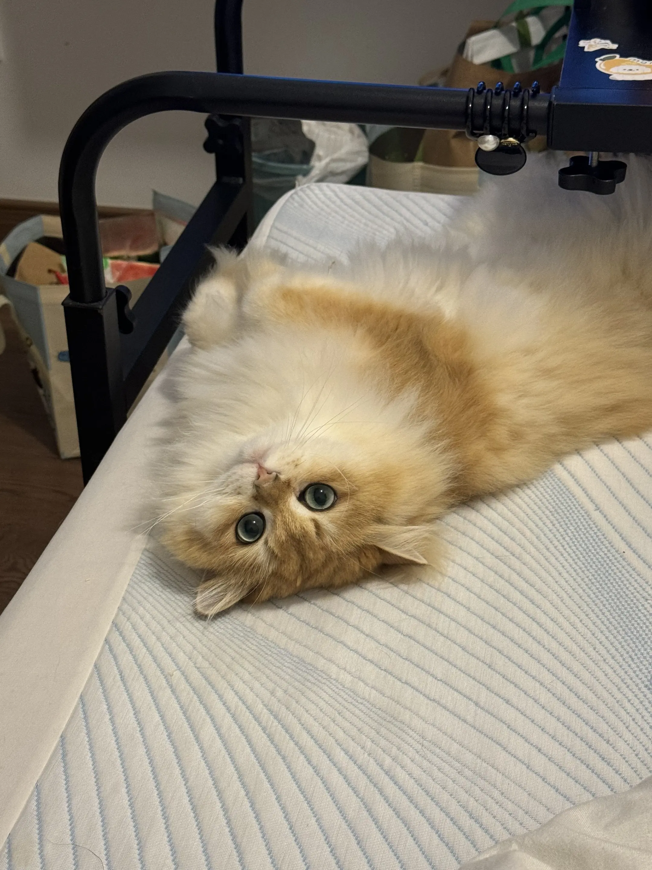 人们常常因为有了小猫而感到幸福。