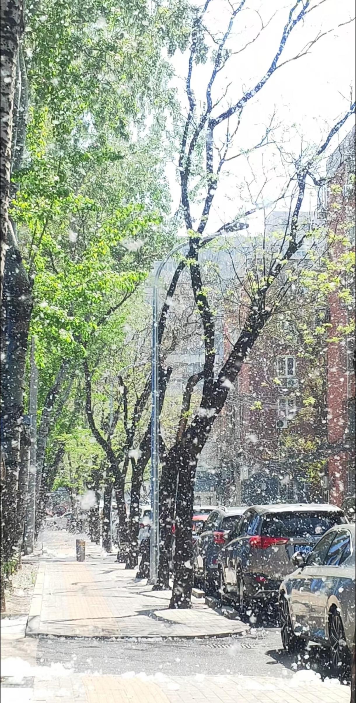 漫天杨絮惹人烦，为何不能一砍了之？四月北方，漫天“白雪”。这不是风景，是灾难