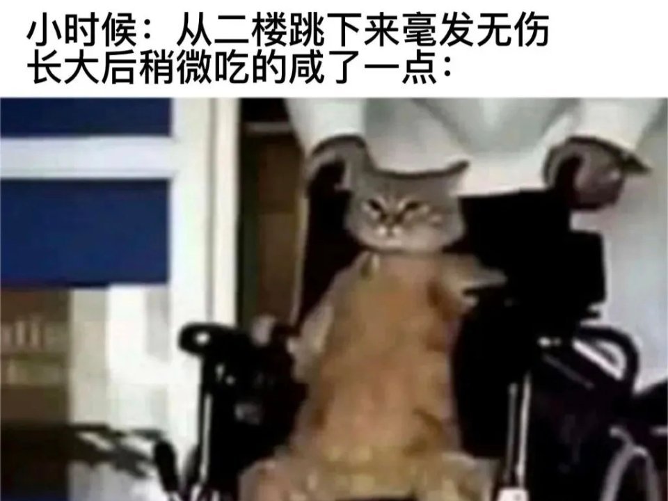 新手保护期猫meme/今日memes​​​