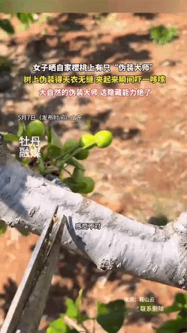 “解释不清了！”山东，一女子在自家樱桃树上碰到了一只“伪装大师”，刚开始女子只是
