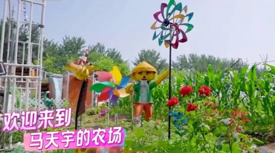 马天宇因为老了一个新闻，所以就自己养了三四百只鸡，从此只吃自己家的鸡下的蛋孙怡