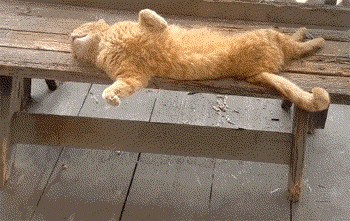 奇奇怪怪的睡觉姿势，也就大橘才能做得出来。