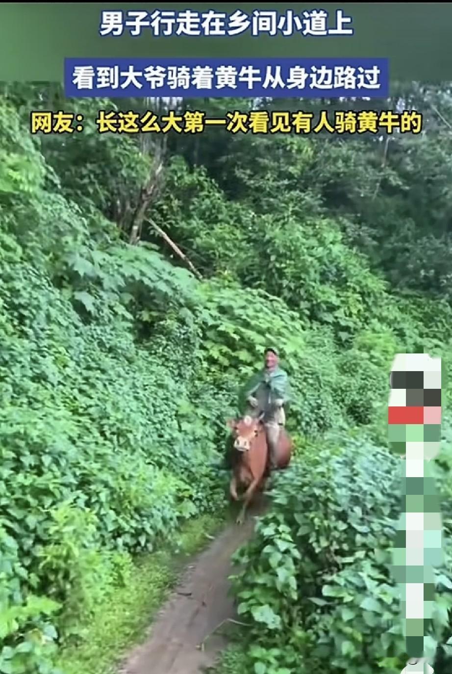别人是骑马而来，这大爷骑牛而来。