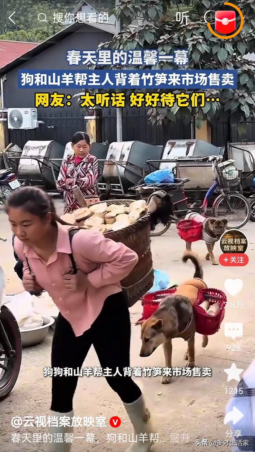 现在人都吐槽牛马不易，你看看狗都开始“上班”了，你还好意思喊累？看到这张图