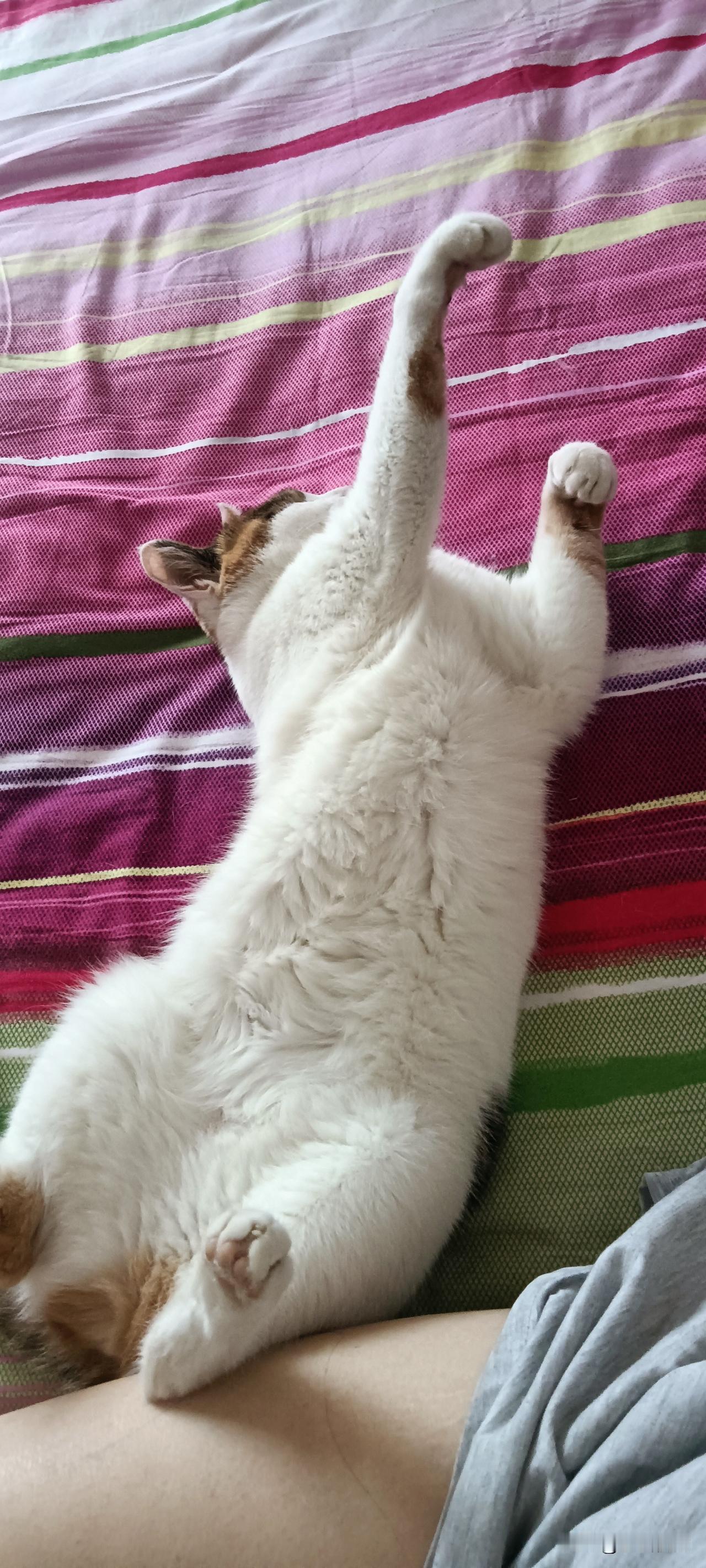 家人们谁懂啊！我家猫这是彻底躺平了？一回家就看见这货四脚朝天，肚皮白得发光，