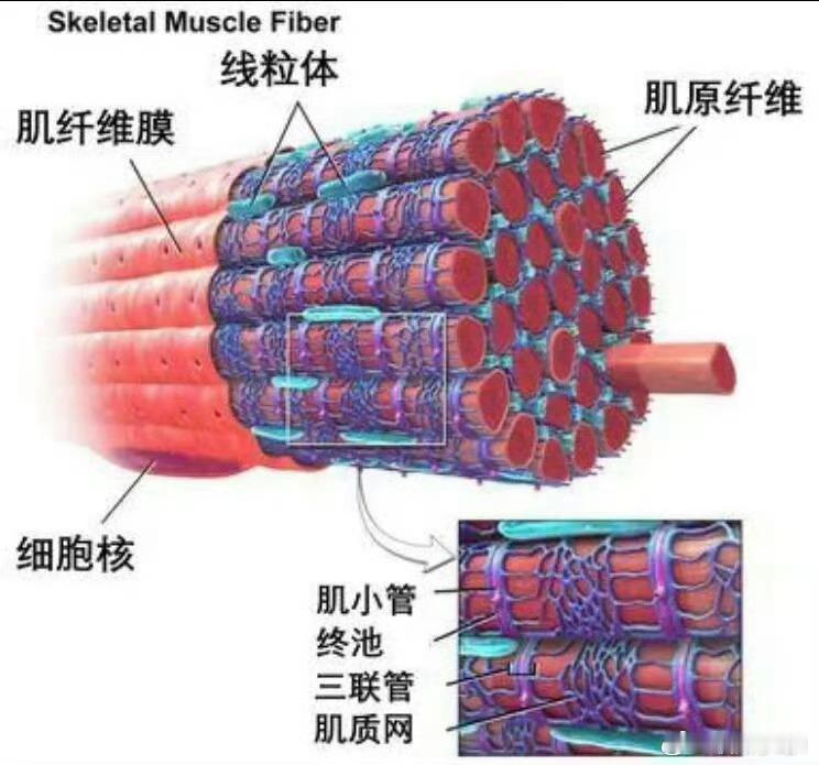 原来切牛肉要横着切才嫩这都能上热搜你们是有多四体不勤啊？只要观察一下瘦肉（含