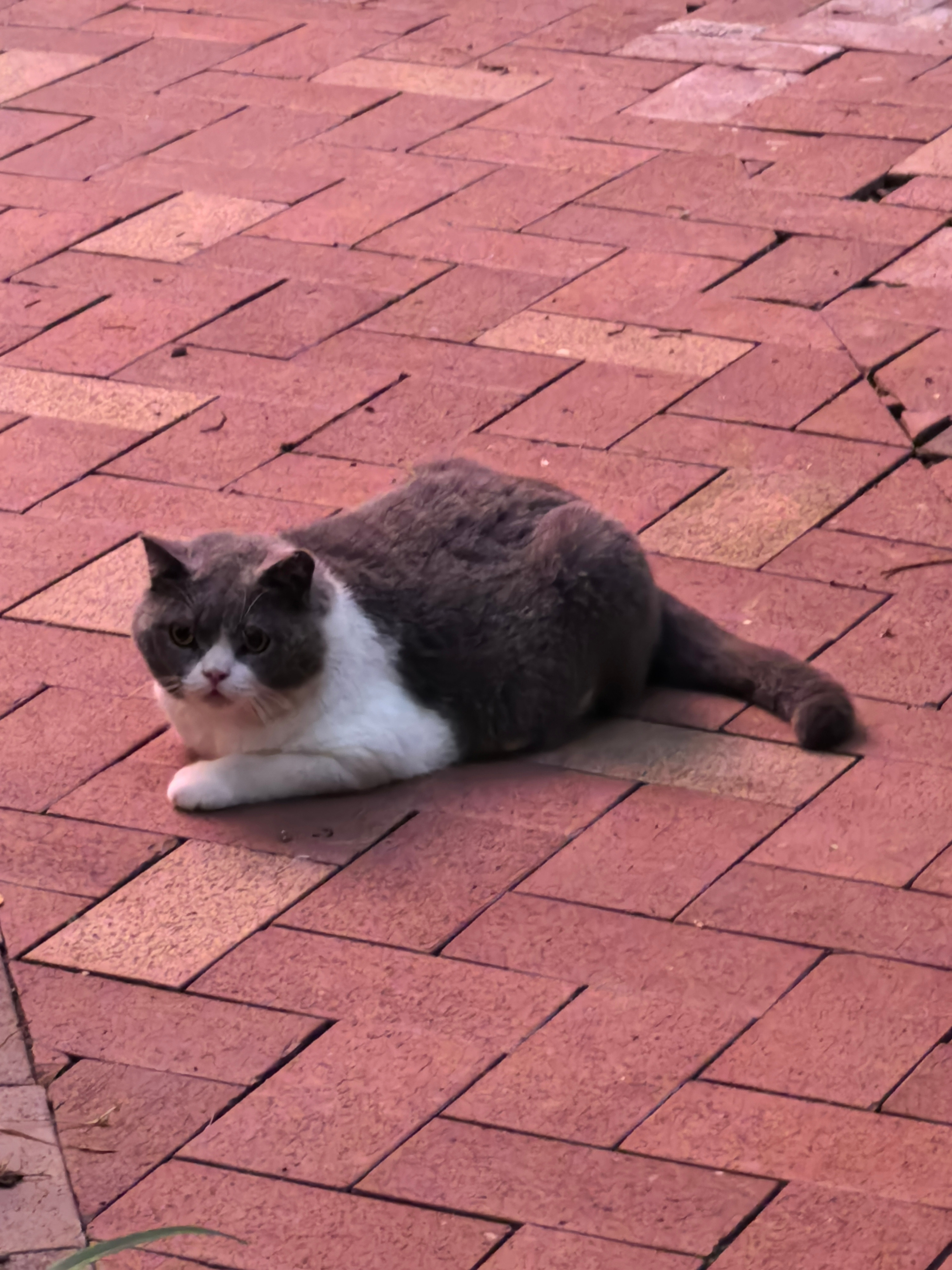 早上好你喜欢猫吗？​​​