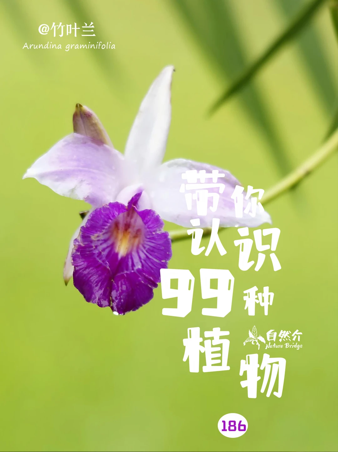带你认识99种植物–竹叶兰