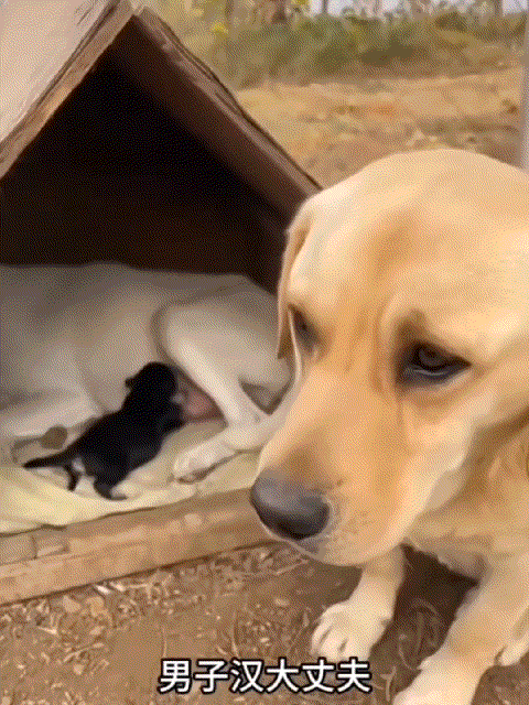 网友:狗子没有破防，你却破防了！