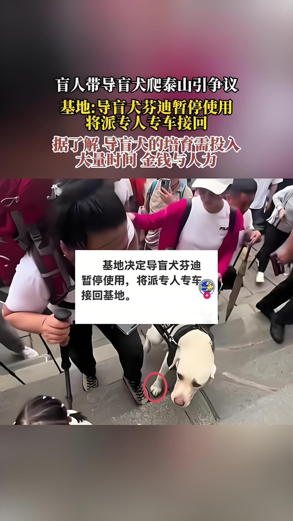 盲人夫妻带导盲犬爬泰山：让狗开路、不给水喝、雨天自己披雨衣，狗狗累到昏睡这对
