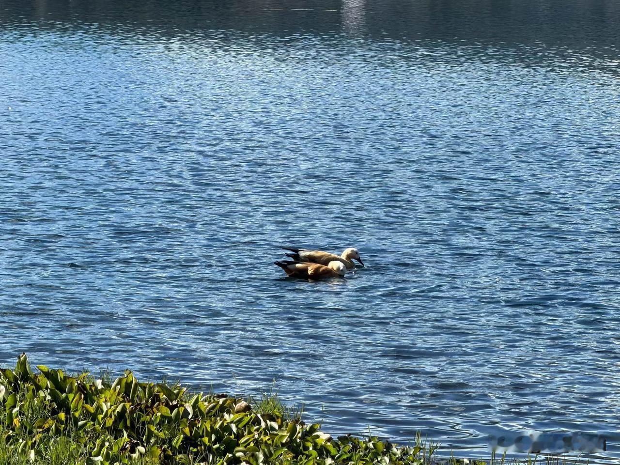 作为单位的中层领导，下属比你优秀，你心里是为他高兴，还是会隐隐有些不舒服，甚至担