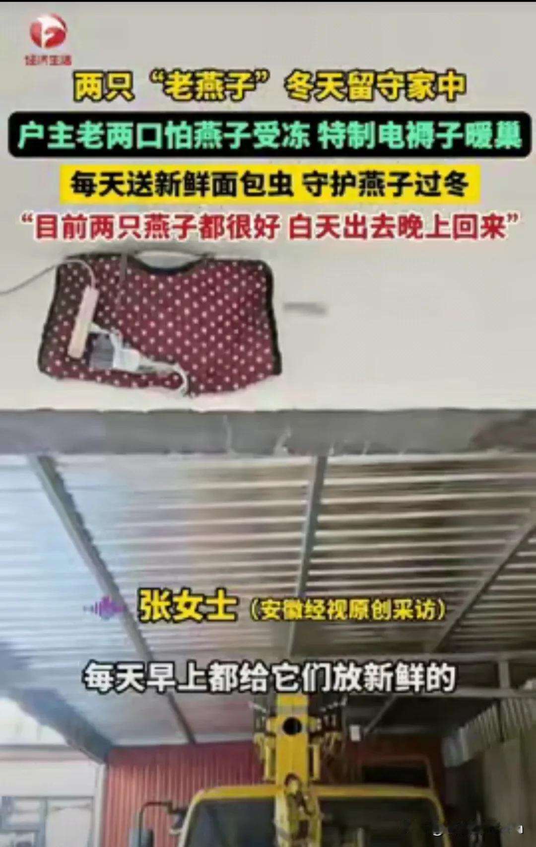 万物皆有灵！河北保定，两只老燕子无力南飞，其他燕子站成一排依次告别，户主老两口看