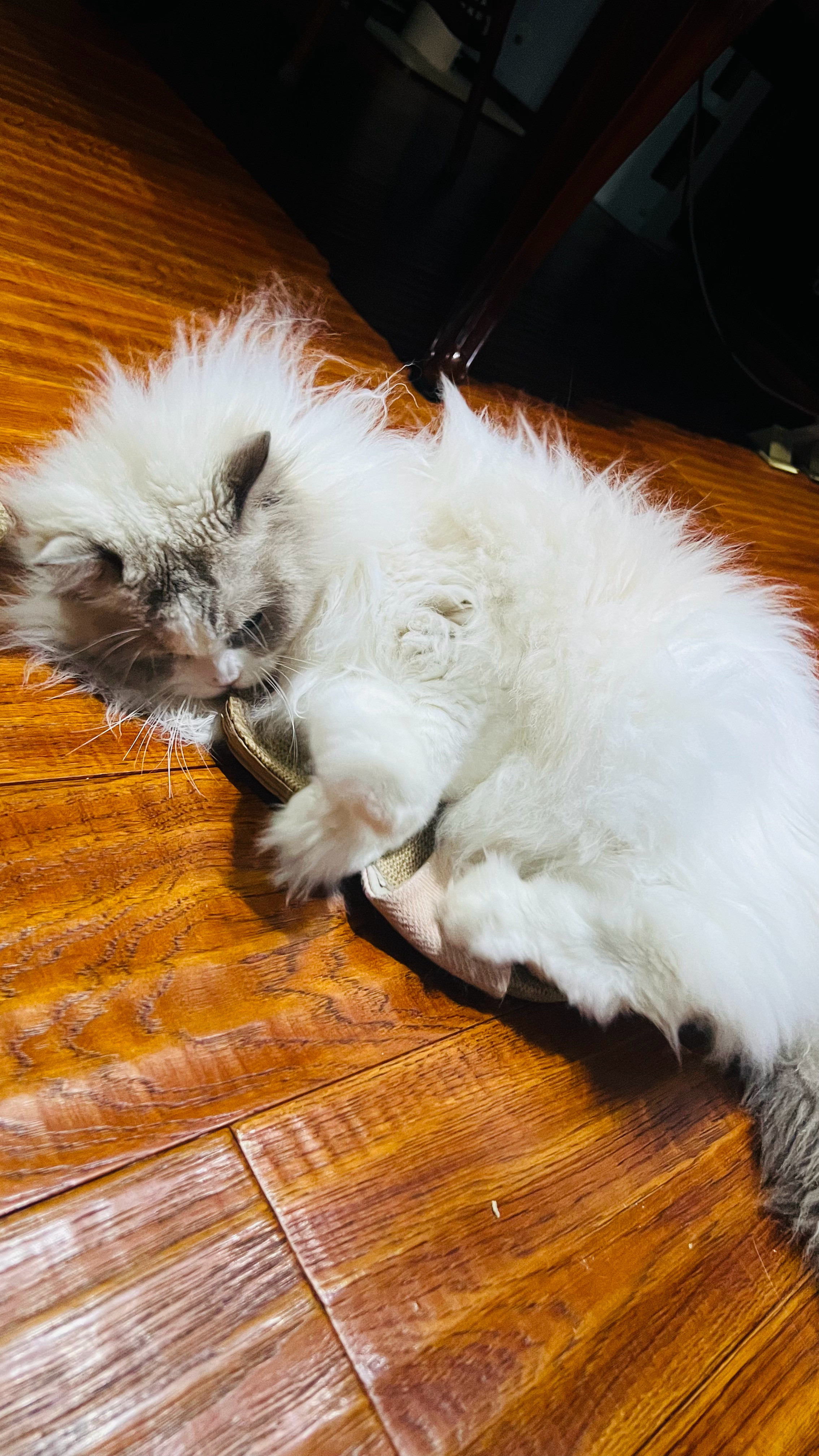 傻猫一个拖鞋玩了半天[笑着哭]​​​
