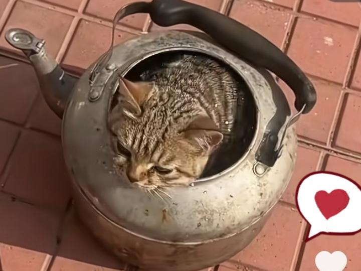我家猫成精了！直接把自己当“开水”装进了水壶里[笑着哭]今天出门倒垃圾，一