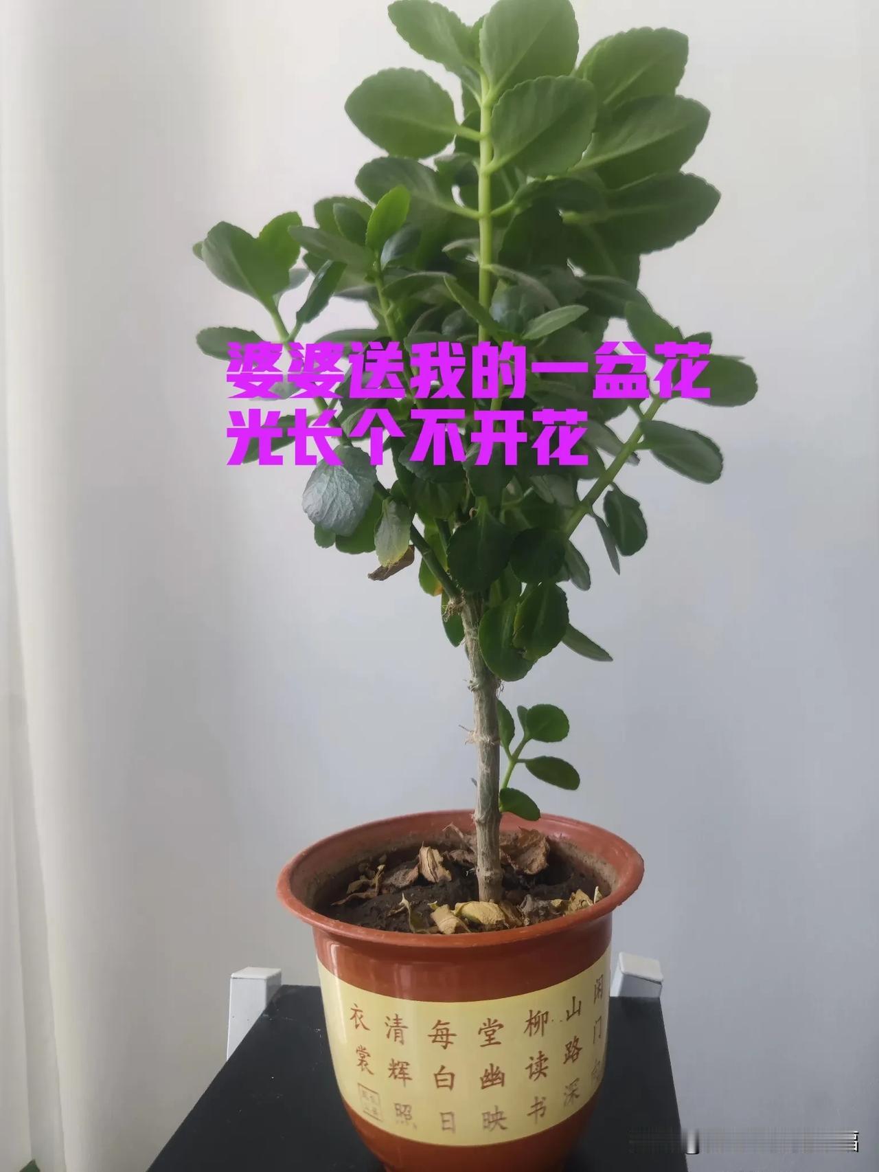 它为啥光长个不开花呢[害羞]冬天过去了，夏天都快过完了，它居然连个花骨朵都没有