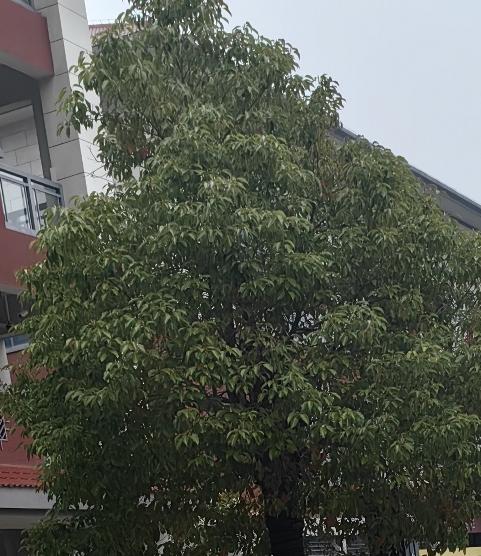 陕西哪个城市盛产猕猴桃呢?陕西盛产猕猴桃的城市不少，像西安、宝鸡、咸阳等地都有