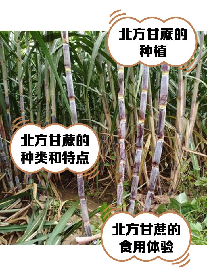 太讽刺！南方甘蔗1元一根没人要，北方18元半根抢着买，差价太扎心同样是甘蔗，