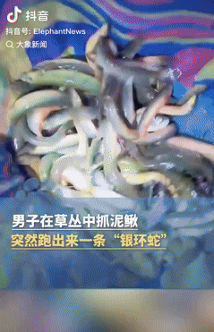 这是真吓人！浙江义乌，一男子晚上散步时，发现路边一个泥塘里有很多泥鳅，想着抓一些