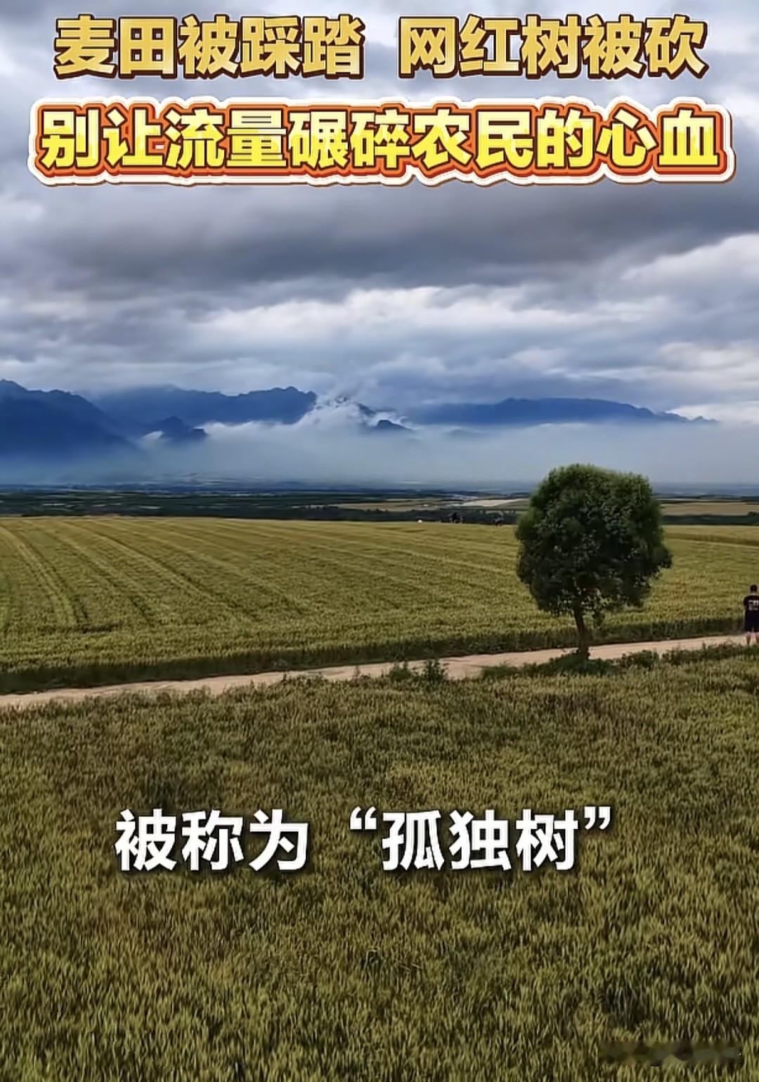 陕西西安一棵“孤独树”火了！不少游客来打卡，踩踏麦田，一农户大姐用绳索和布袋把麦