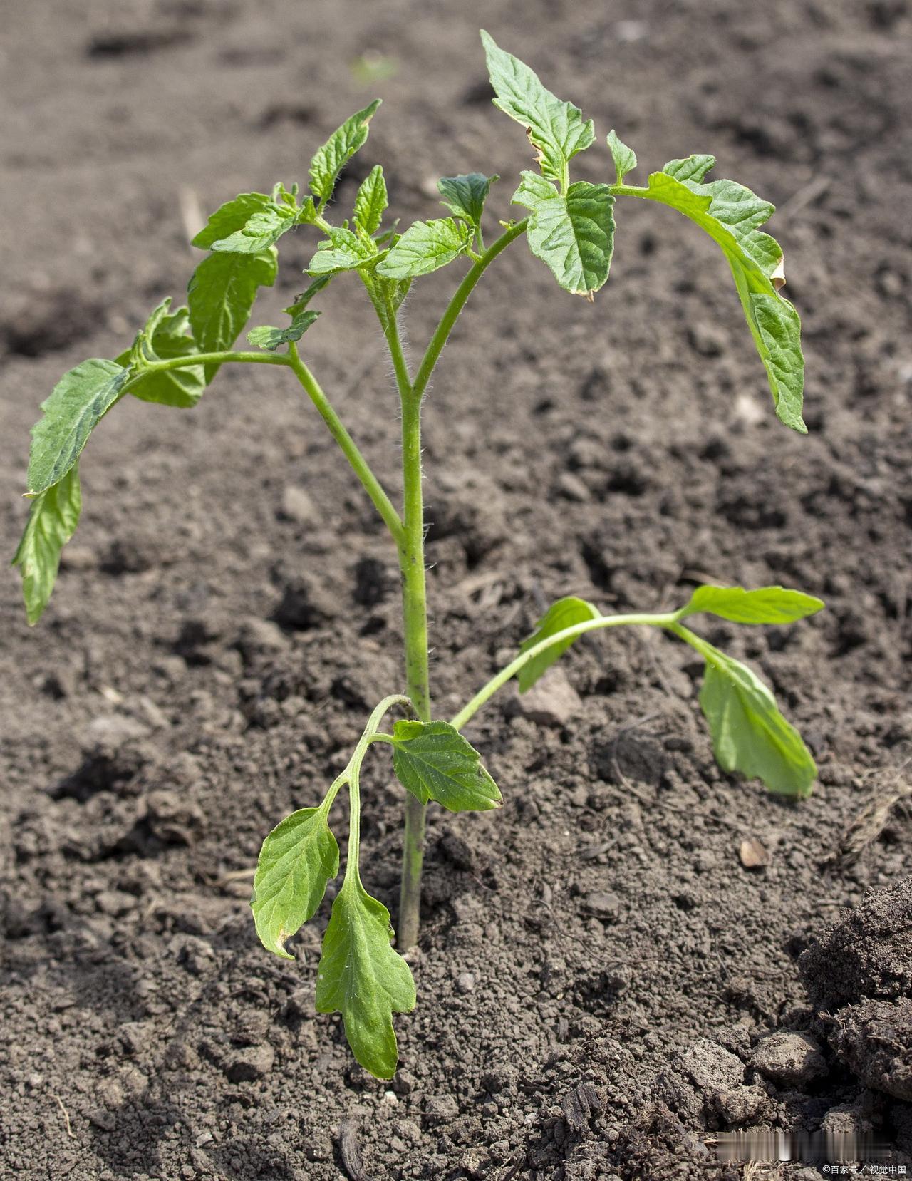 哥哥院里有个近百平米的小菜园，他一是忙，二是不喜欢打理，就那么荒着，有点可惜了。