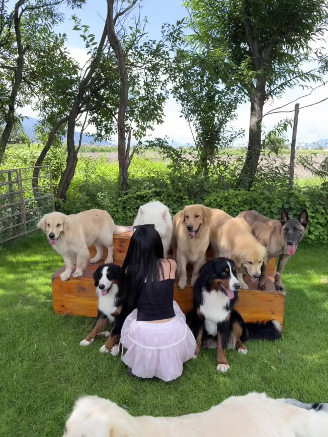 可爱小狗