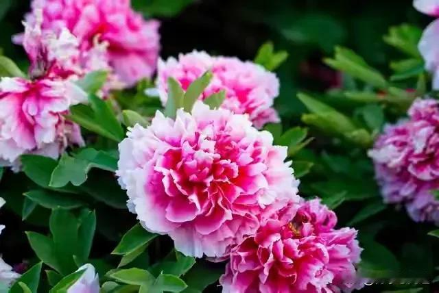 为什么中国单身女性,越来越多?中国单身女性增多，本质上是社会发展与个体意识觉醒